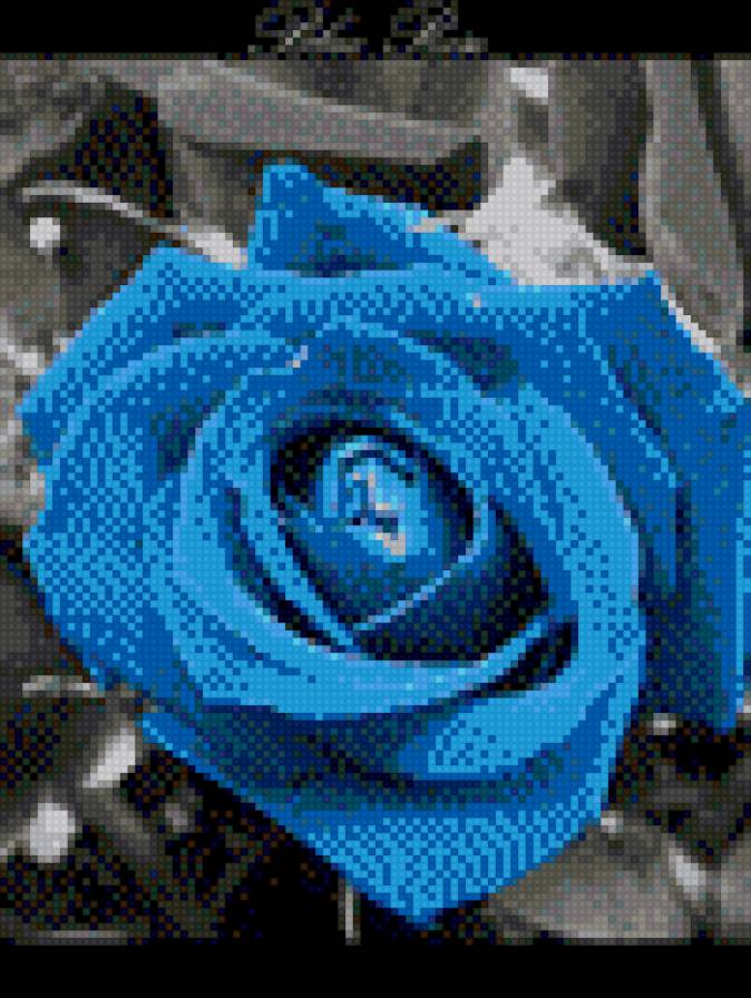 Синяя роза - цветок, роза - предпросмотр