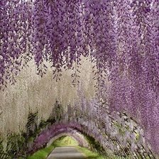 Схема вышивки «Глицинии»