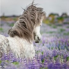 Схема вышивки «Лошадь в поле»