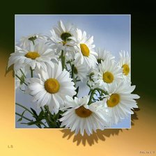 Схема вышивки «ромашки»