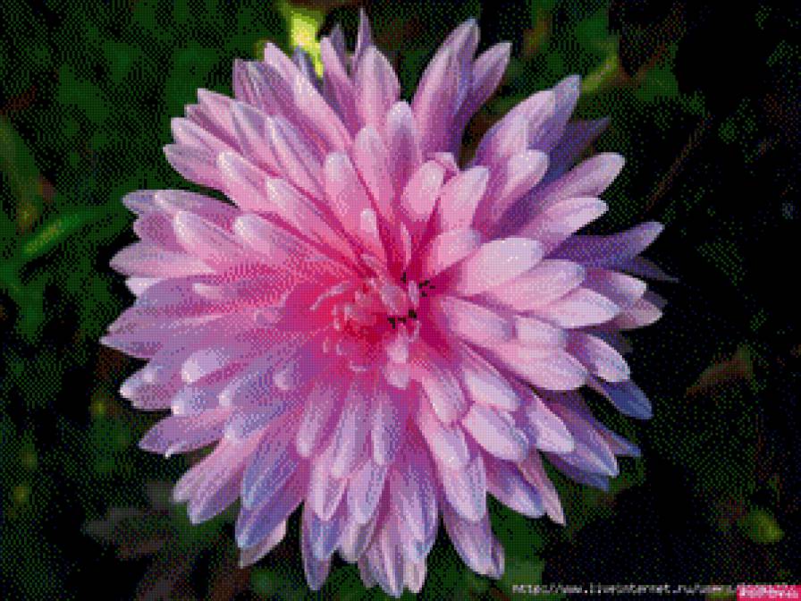 георгины - цветы.георгины - предпросмотр