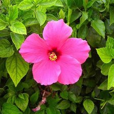 Схема вышивки «гибискус»