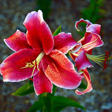 Схема вышивки «лилии»