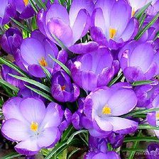 Схема вышивки «крокусы»