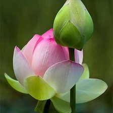 Схема вышивки «Цветы»