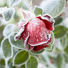 Схема вышивки «Роза»