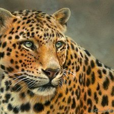 Схема вышивки «тигр»