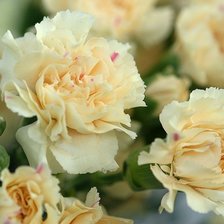 Схема вышивки «Кремовые гвоздики»