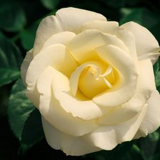 Схема вышивки «Кремовая роза»