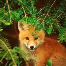 Схема вышивки «№539229»