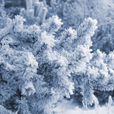 Схема вышивки «еловая ветка в инее»