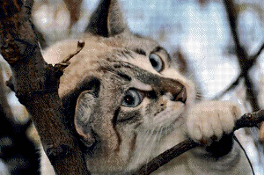 мечты - мечты, взгляд, кошка - предпросмотр