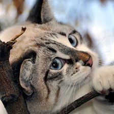 Схема вышивки «мечты»