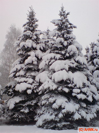 заснеженые ели - дерево, снег, ели, зима, природа, лес, елки, пейзаж, сосна, сугроб - оригинал