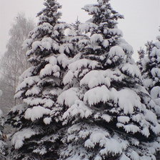 заснеженые ели