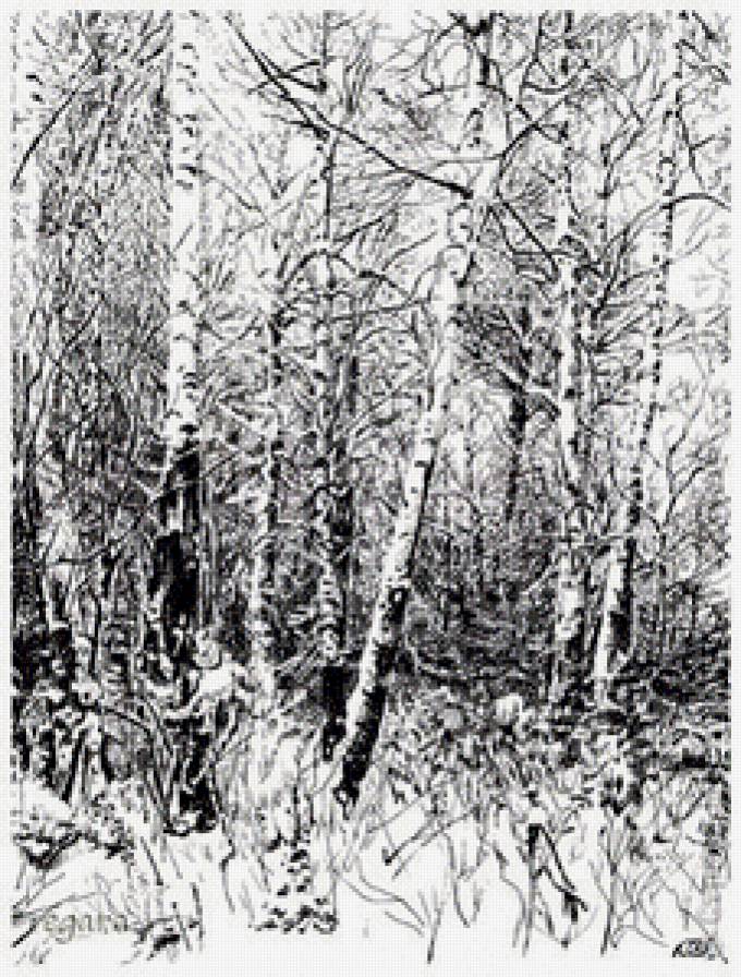 зима берёзы монохром - лес, монохром, пейзаж, природа, зима, березы - предпросмотр