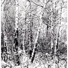 зима берёзы монохром