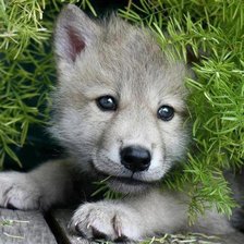 Схема вышивки «Любопытство»