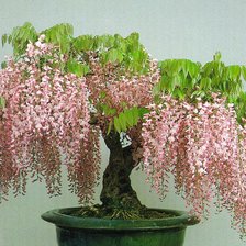 Схема вышивки «бальзамин»