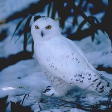 Схема вышивки «природа»