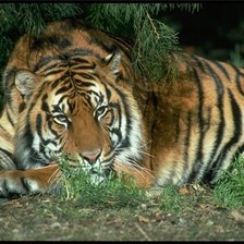 Схема вышивки «тигр»