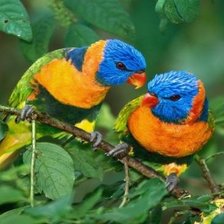 Схема вышивки «птицы»