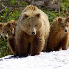 Схема вышивки «медведи»