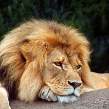 Схема вышивки «лев»