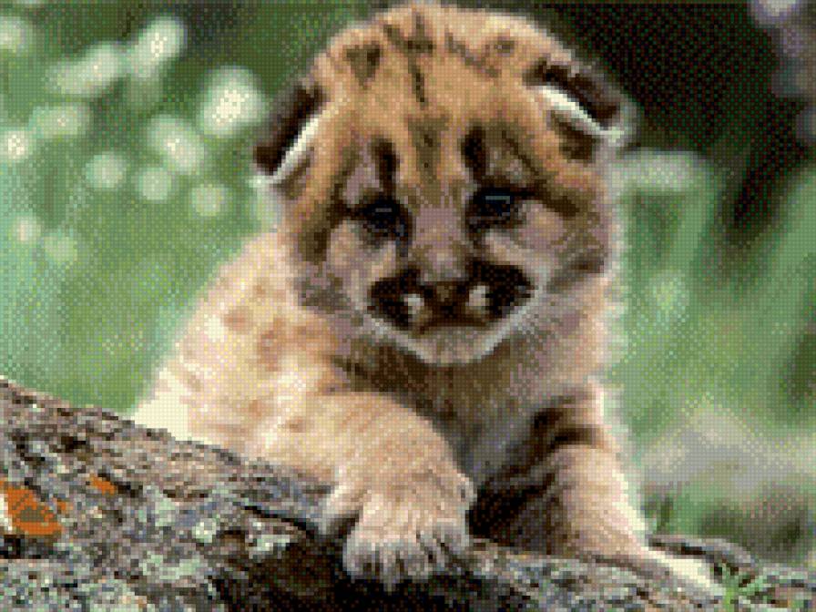 львенок - львы - предпросмотр