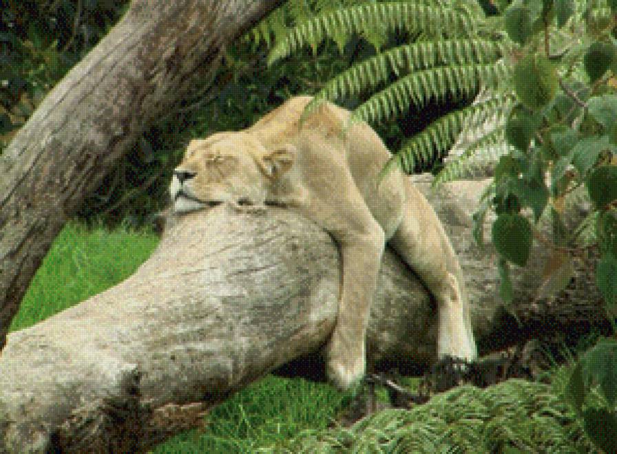 2 - львы - предпросмотр