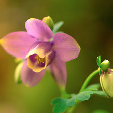 Схема вышивки «Весенний цветок»