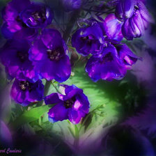 Схема вышивки «Carol Cavalaris»