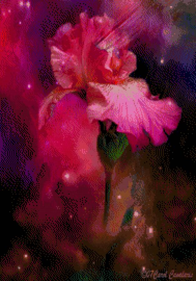 Carol Cavalaris - irysy, kwiaty - предпросмотр