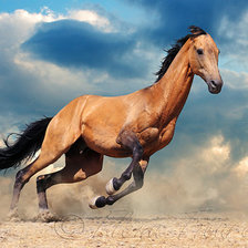 Схема вышивки «ахалтекинская лошадь»