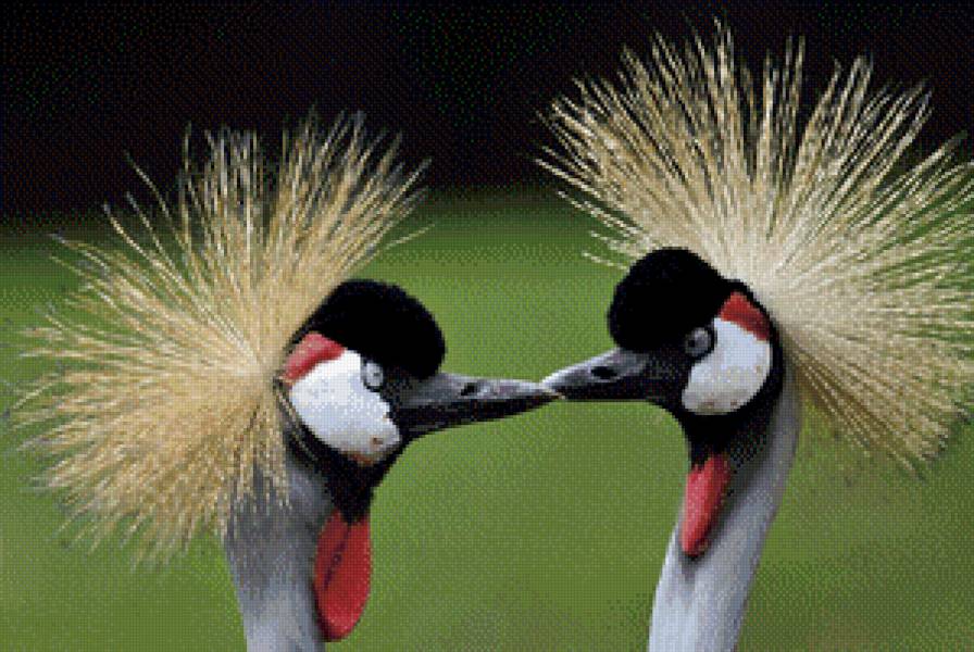 птица - животные - предпросмотр