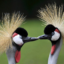 Схема вышивки «птица»