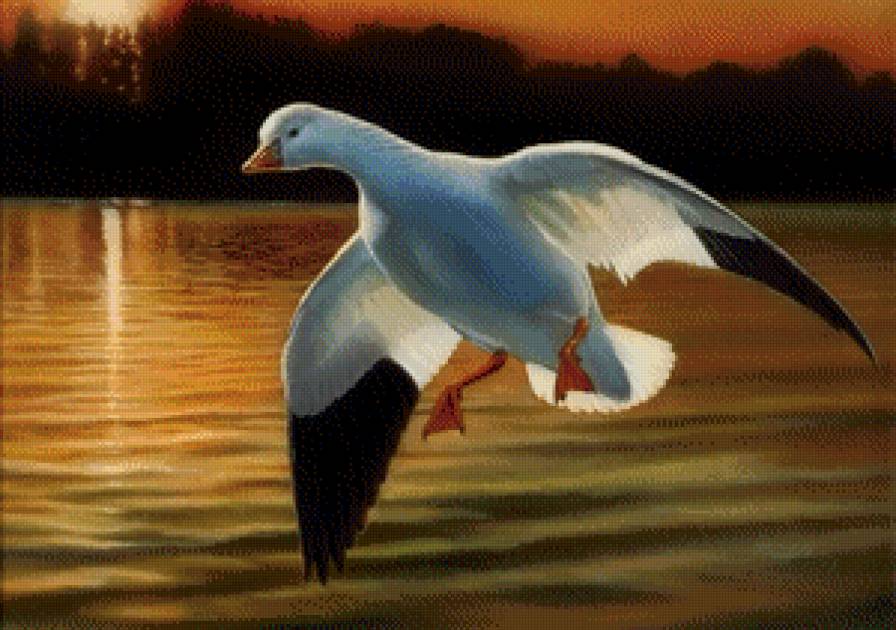 Утка - птицы, утка - предпросмотр