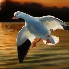 Схема вышивки «Утка»