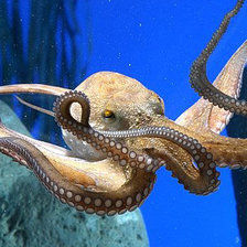 Схема вышивки «осьминог»