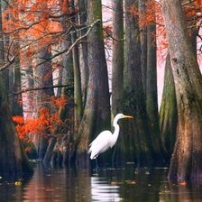 Схема вышивки «цапля на озере»