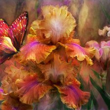 Схема вышивки «Carol Cavalaris»