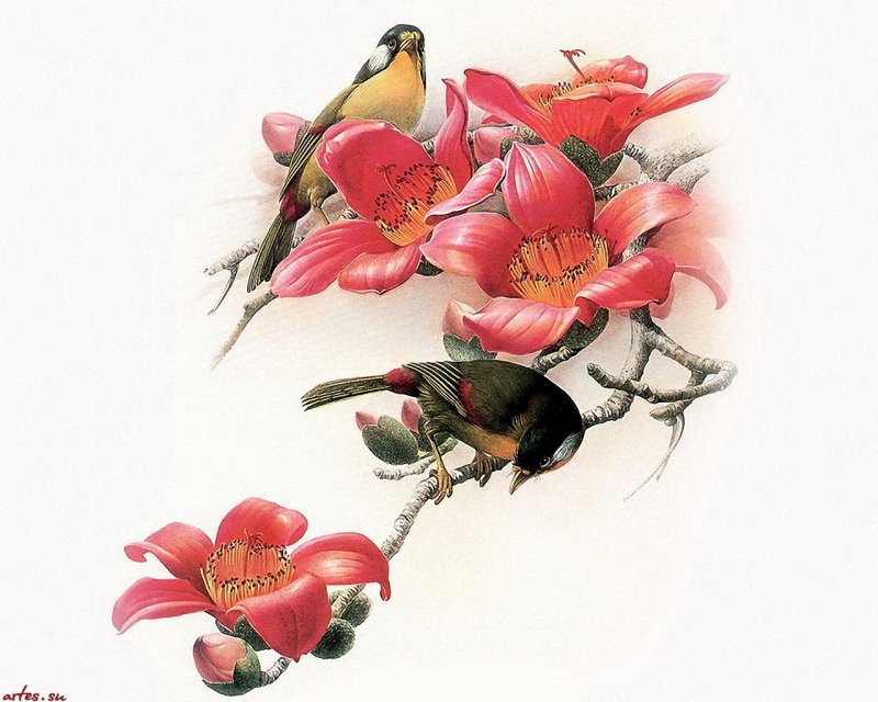 №540252 - птицы - оригинал