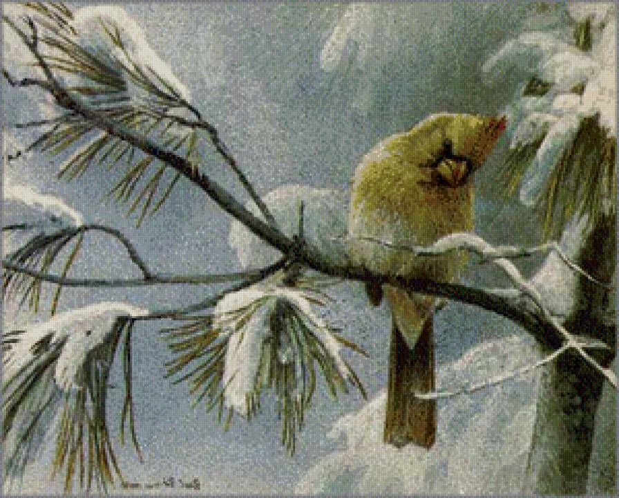 зимородок на сосновой ветке - рождество, зима, синичка, снегирь, птицы, окно, новый год, зимородок - предпросмотр