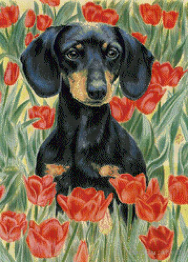 такса и тюльпаны - такса, тюльпаны - предпросмотр