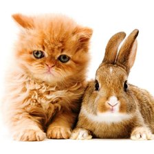 Схема вышивки «зайка с котенком»