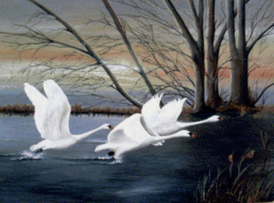 лебединое озеро - водоем, пейзаж, озеро, лебеди, птицы - предпросмотр