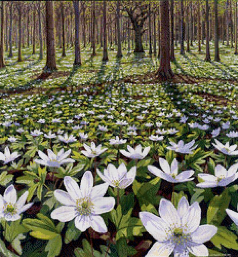 анемоны - цветы, анемоны, лес, природа - предпросмотр