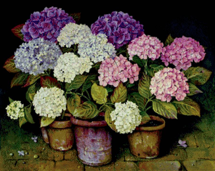 гортензия - горшок, картина, цветы, живопись - предпросмотр