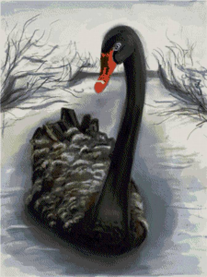 черный лебедь - лебедь, птицы, пророда - предпросмотр