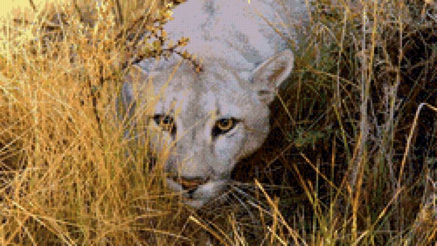 хищник - хищники, кошки, природа, животные - предпросмотр